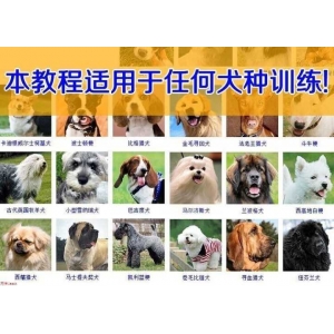 怎样训狗狗 某宝50元买的训狗狗听人话教程